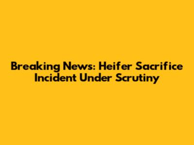 Breaking News: Heifer Sacrifice Incident Under Scrutiny