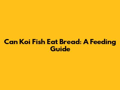 Can Koi Fish Eat Bread: A Feeding Guide