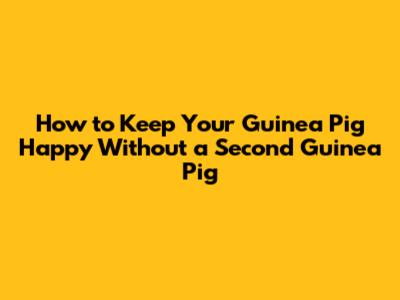 How to Keep Your Guinea Pig Happy Without a Second Guinea Pig