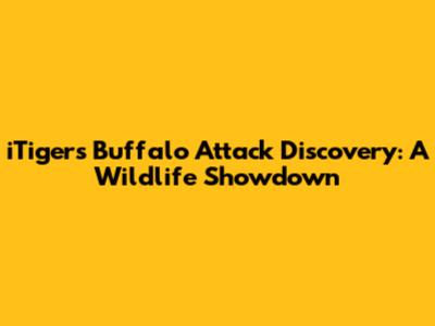 iTiger's Buffalo Attack Discovery: A Wildlife Showdown